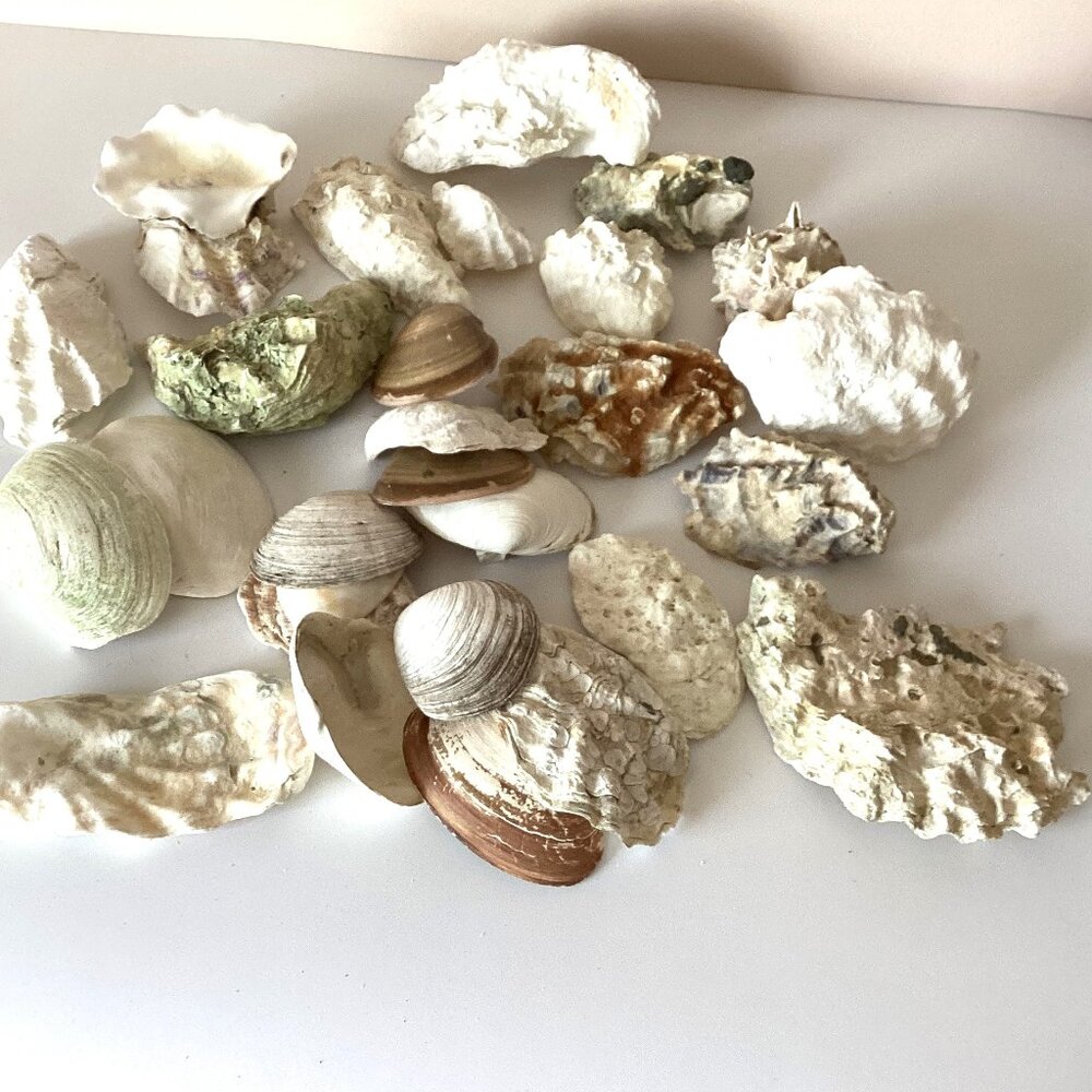 An Assorted Collection Bundle of Seashells Arts Crafts Jewelry Home Decor Garden